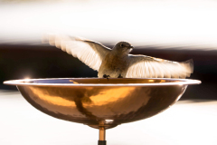 BlueBirdOHappiness-Copy