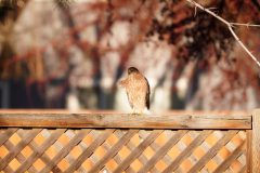 Sharp Shinned Hawk