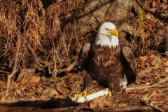 bald eagle
