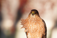 Sharp Shinned Closeup