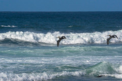 Brown Pelicans in San Francisco1
