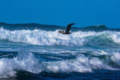 Brown Pelicans in San Francisco3