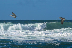 Brown Pelicans in San Francisco2
